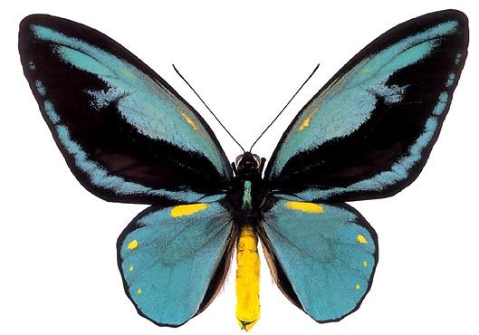 Ornithoptera aesacus (blue aberration) (Internet Image property of respective owner, non-commercial use only)